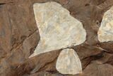 Three Fossil Ginkgo Leaves From North Dakota - Paleocene #188691-3